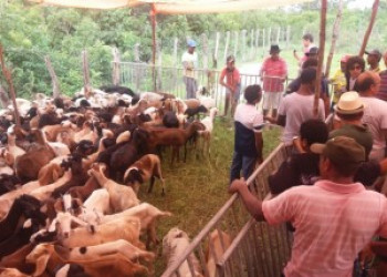 Governo entrega 320 caprinos e ovinos a produtores de Arraial