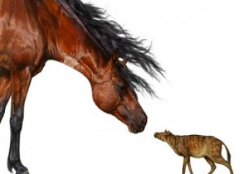 Cavalos do tamanho de gatos eram comuns há 50 milhões de anos