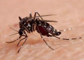 Brasil registra 12 mortes por dengue e tem 120 mil casos suspeitos