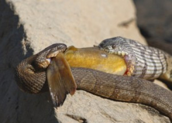 Cobras famintas disputam peixe em \