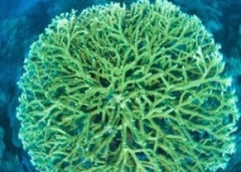 Cientistas querem usar DNA de corais em pílulas de proteção solar