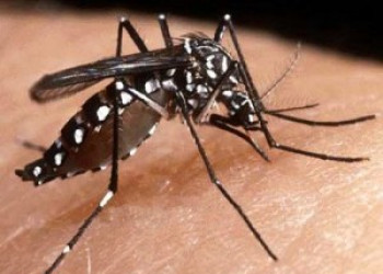 Mais de 70 % dos internados por dengue em Teresina são de outras cidades