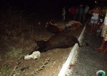 Caminhão desgovernado atropela e mata 15 bois no semiárido do Piauí. V