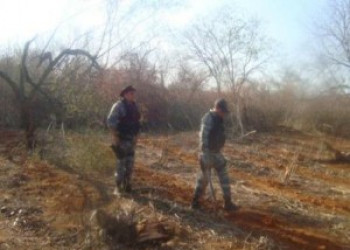Policia Militar descobre plantação de maconha em São Raimundo Nonato