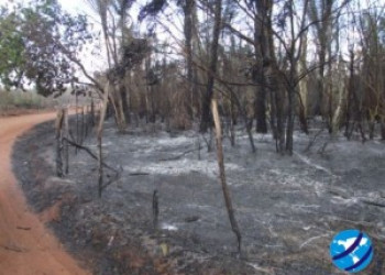 Fogo destrói várias plantações de carnaúbas e palmeiras em Esperantina
