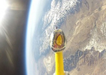 Nasa envia galinha de borracha ao espaço para estudar radiação solar