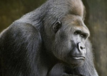 Pesquisador descobre primeiro grupo de gorilas lésbicas