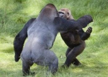Abraço sela reencontro de irmãos gorilas separados