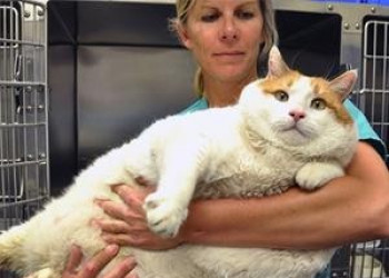 Morre no Novo México o gato mais obeso do mundo