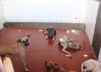 Centro de Zoonose registra abandono de 30 cães por dia nas ruas da cap