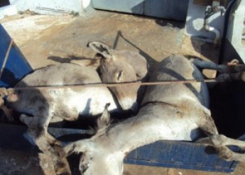 Investigação aponta que jumentos são presos em cativeiro para abate e comercialização