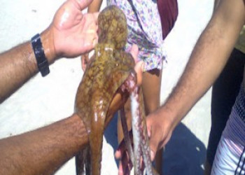 Turistas encontram lula de 80 cm na Praia de Macapá