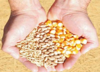 SDR distribui sementes para agricultores atingidos pela seca