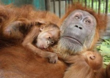 Mãe orangotango vê filhotes pela 1ª vez após cirurgia na Indonésia