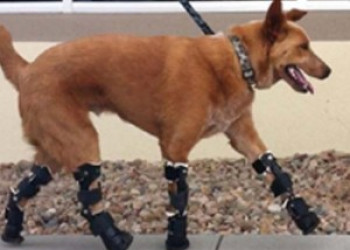 Cãozinho amputado corre com próteses nas 4 patas