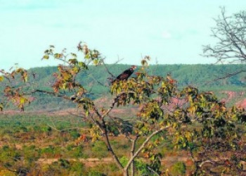 Desmatamento da Amazônia Legal foi quase do tamanho de São Paulo