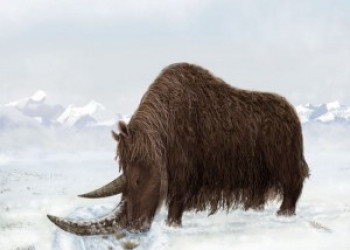 Encontrados no Tibete fósseis de grandes mamíferos da Idade de Gelo