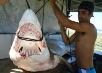 Tubarão de 130 quilos é capturado em Itanhaém, SP