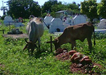 Cemitério está sendo usado como curral de animais no interior do Piauí