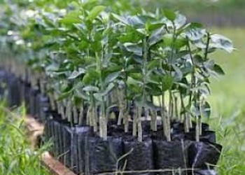 Piauí Mais Verde já inicia plantio de mudas no interior do Estado