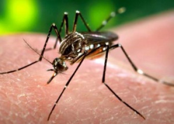 Governo Federal vai investir R$ 649 milhões no combate ao Aedes aegypt