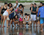 Soltura de filhotes de tartarugas marinhas em praia de Luís Correia
