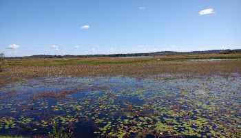 Lagoa do Cajueiro, em Joaquim Pires, está cheia de aguapés e precisa de socorro