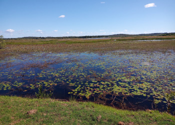 Lagoa do Cajueiro, em Joaquim Pires, está cheia de aguapés e precisa de socorro