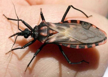 Governo Federal quer eliminar doença de Chagas no Brasil até 2030