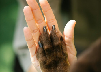 A ciência por trás da fidelidade dos cães aos seus tutores