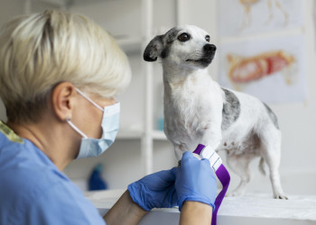 Médicos-veterinários se unem para desenvolvimento do bem-estar animal