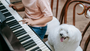 A música certa pode mudar a vida do seu pet