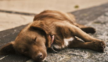 Ações ao ver um cachorro abandonado