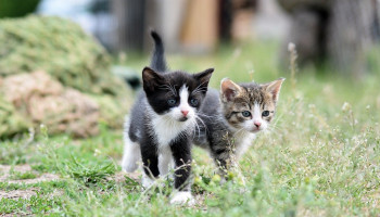 Adoção de pets: compromisso e responsabilidade