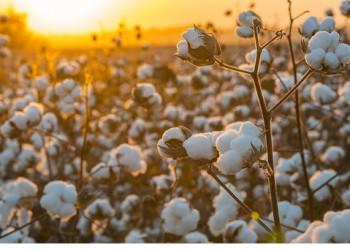 Algodão orgânico em agrofloresta pode transformar a indústria têxtil