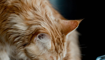 Alternativas naturais ganham espaço na alimentação dos pets