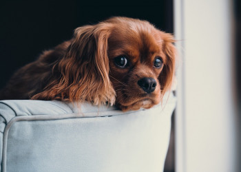 Pets em apartamento: confira dicas para ter um ambiente pet friendly