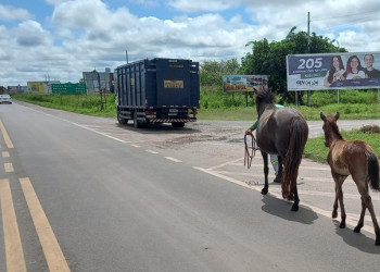 PRF alerta sobre grande número de animais nas rodovias durante o feriadão