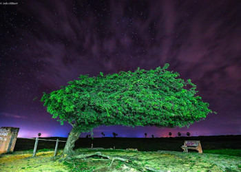 Árvore Penteada se torna patrimônio histórico e ambiental do Piauí