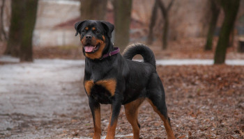 Aumenta atendimento por mordida de cães