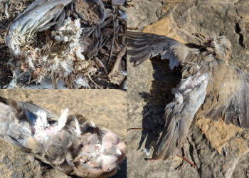 Mistério dos pássaros mortos é registrado em mais uma cidade do Norte do Piauí