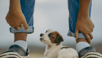 Brincadeiras que aproximam crianças e pets durante as férias