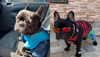 Cão encanta passageiros de Uber em Teresina e alcança 490 mil seguidores nas redes sociais