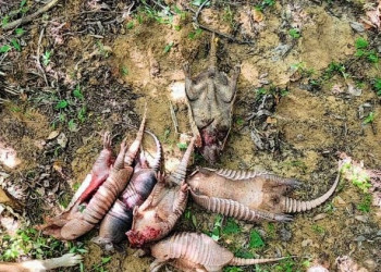 Três caçadores são presos por caça ilegal de animais silvestres