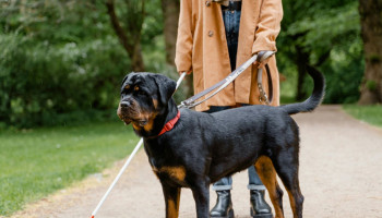Cães-guia promovem autonomia e inclusão social
