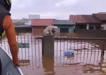 Resgatados mais de 3,5 mil animais isolados pelas chuvas no Rio Grande do Sul