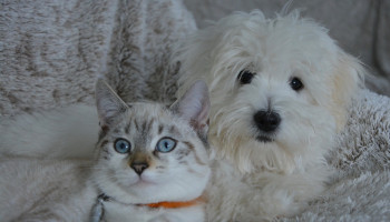 Castração de pets é medida preventiva contra doenças hormonais