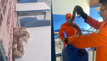 Cobra é encontrada dentro de sala de aula em Parnaíba