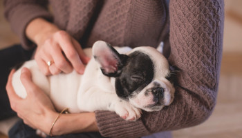 Como agir em emergências com pets e evitar complicações