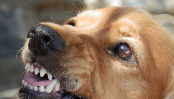 Como identificar e agir aos comportamentos reativos dos cães